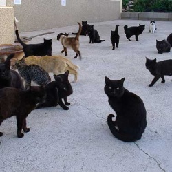 Gatos
